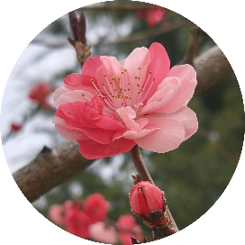 九丫头的棒棒糖