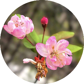 静谧岁月葳蕤生香