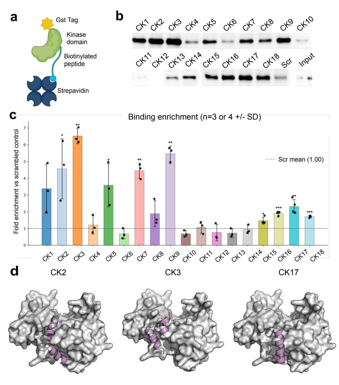 CK1δ 肽段结合物的亲和pull-down分析