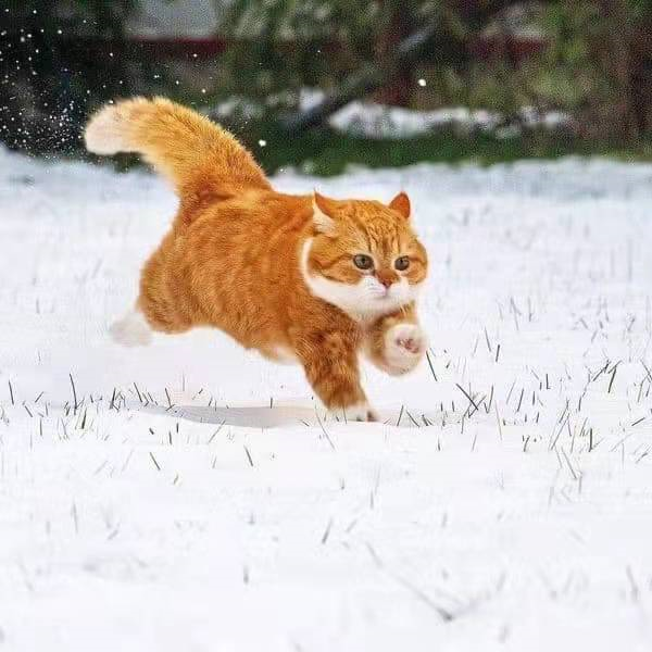 冬季橘猫特辑：看到这个橘色的小家伙，冬天也能暖洋洋~