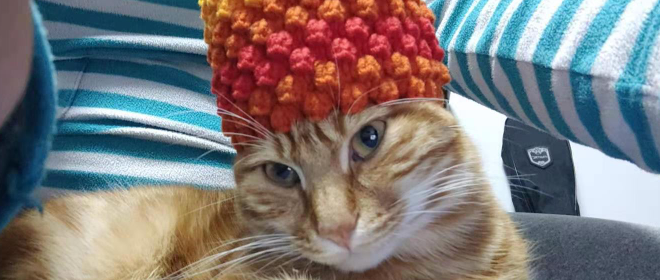主人说橘猫过冬太冷，于是给编了个帽子