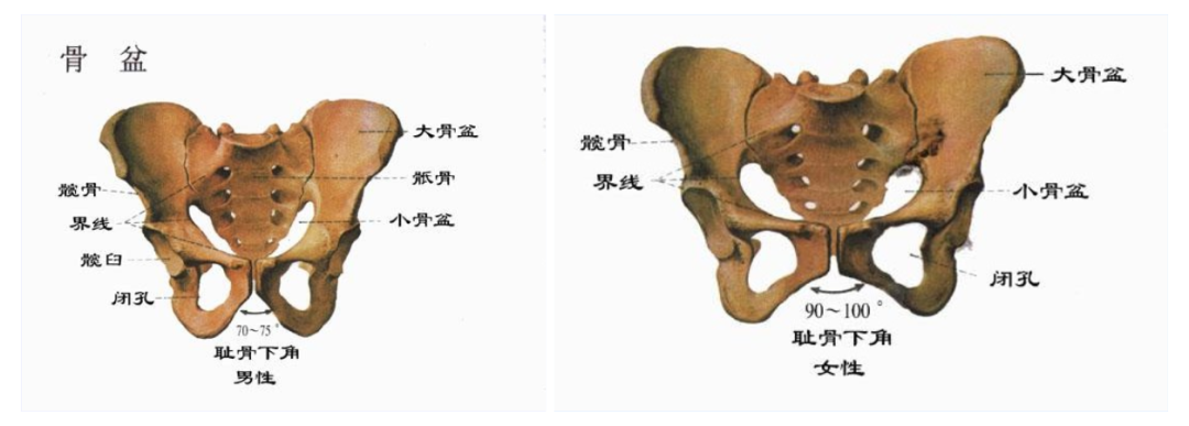 屁股大大腿粗梨型身材怎样才能快速有效的减脂瘦腿