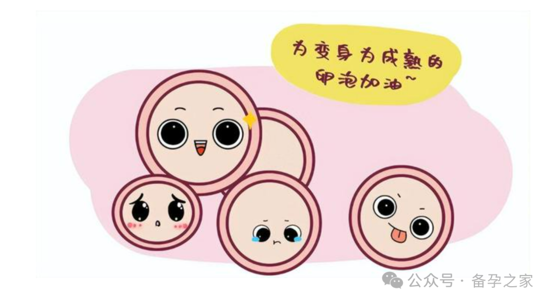 如何调理出优质卵子？