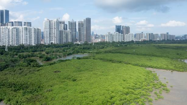 紧挨着城市的一片红树林