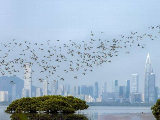 保护区内的候鸟。陈健平 摄