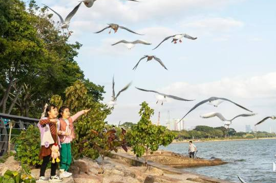 市民在深圳湾观鸟