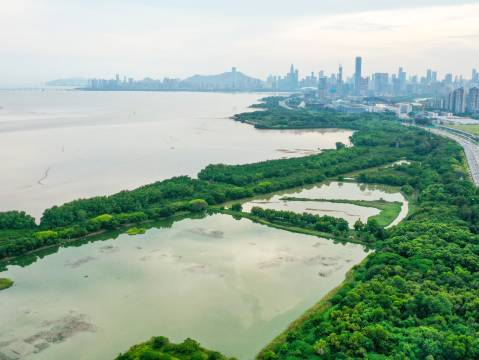 紧挨着城市CBD的福田红树林国家级自然保护区