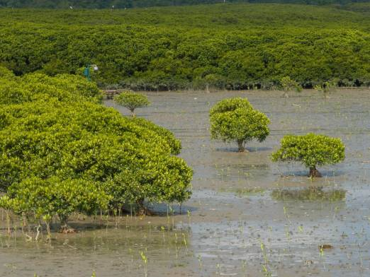 滩涂上的红树林