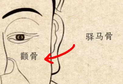 俗语：“头生九龙骨，早晚必显贵”，啥是九龙骨？老祖宗识人术准吗？