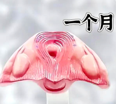 1-10月胎儿发育过程：胎儿大小、孕妈的变化、胎儿的变化等！