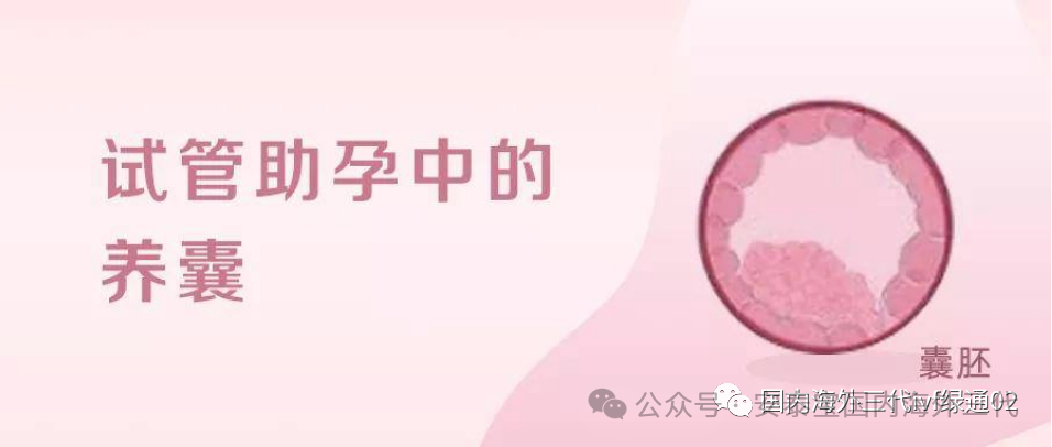 都说试管养囊三天看卵子，五天看精子是怎么回事？