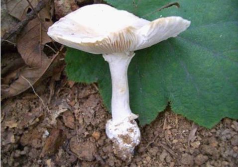 (粘盖包脚菇)看到野生蘑菇不要猎奇路边的蘑菇不能采吃万一误食中毒