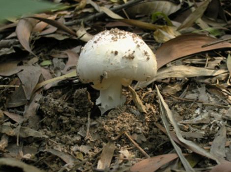 谨防误食野生毒蘑菇引起食物中毒