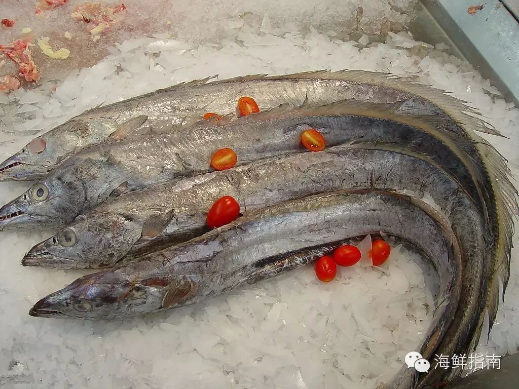 每天认识一条鱼 ·第62期( 带鱼?刀鱼?