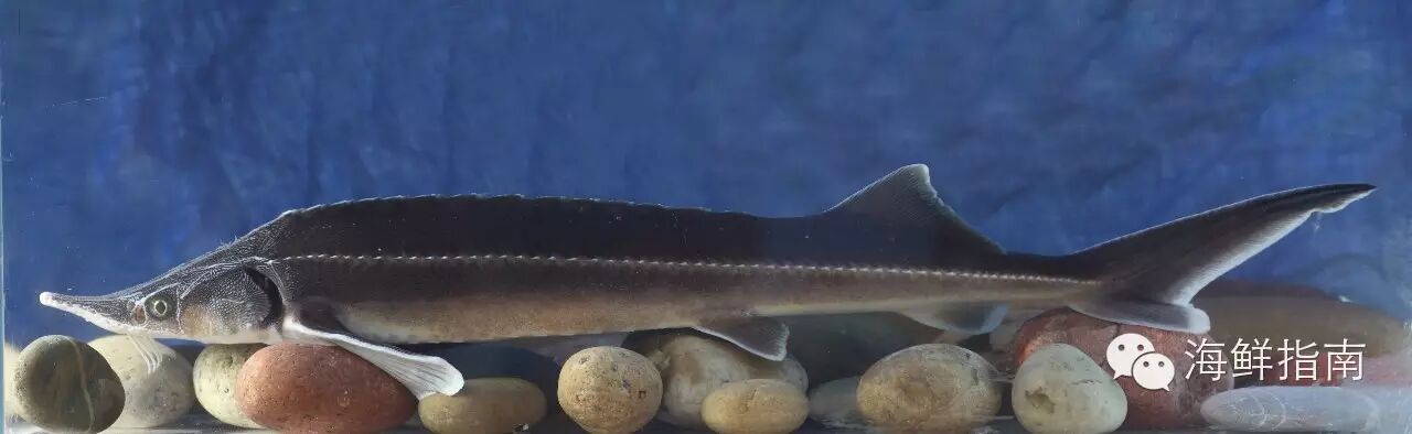 每天认识一条鱼 ·第72期(鲟鱼系列之小体鲟)