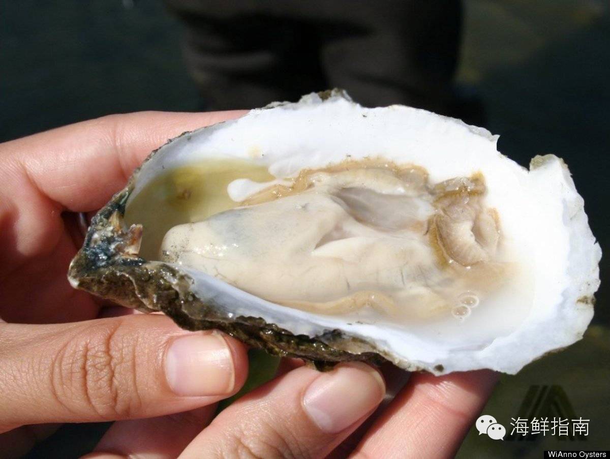 独家全方位食用指南带你吃遍美国东海岸各种美味生蚝