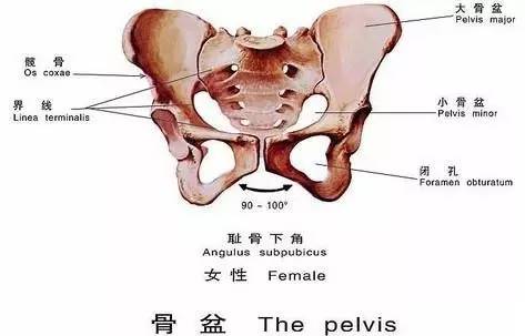 從醫學角度來講,骨盆測量是指利用骨盆測量器對孕婦的骨盆測量,這是