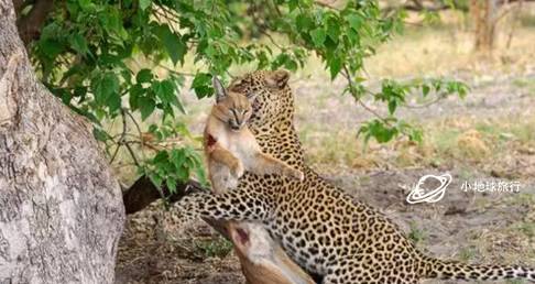 当猫发出狮子的吼声你会不会跳起来小地球旅行东非动物大迁徙