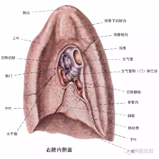 呼吸系统解剖