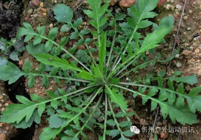 广西板蓝根冲剂联盟,一个不可告人的秘密:忻州城郊挖野菜地儿大全!