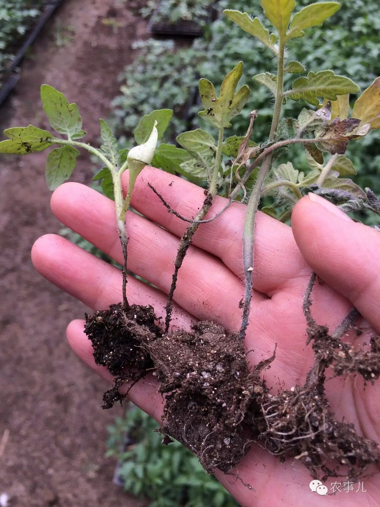 番茄茎基腐病防治方法-教育资讯协会