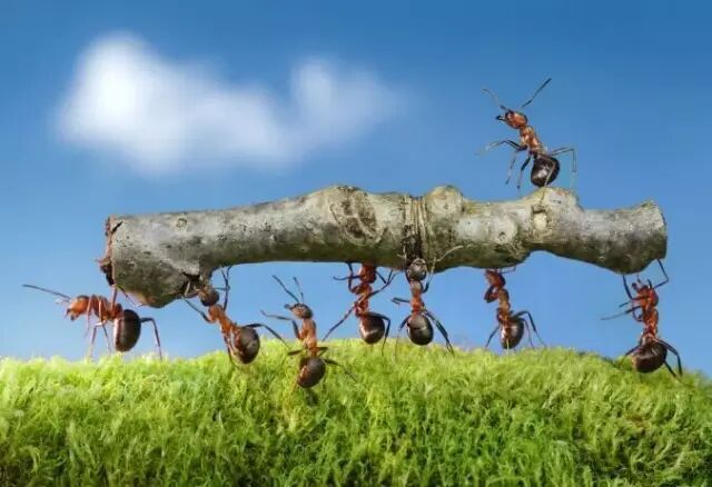 一个优秀团队是怎么散伙的感触很深经典