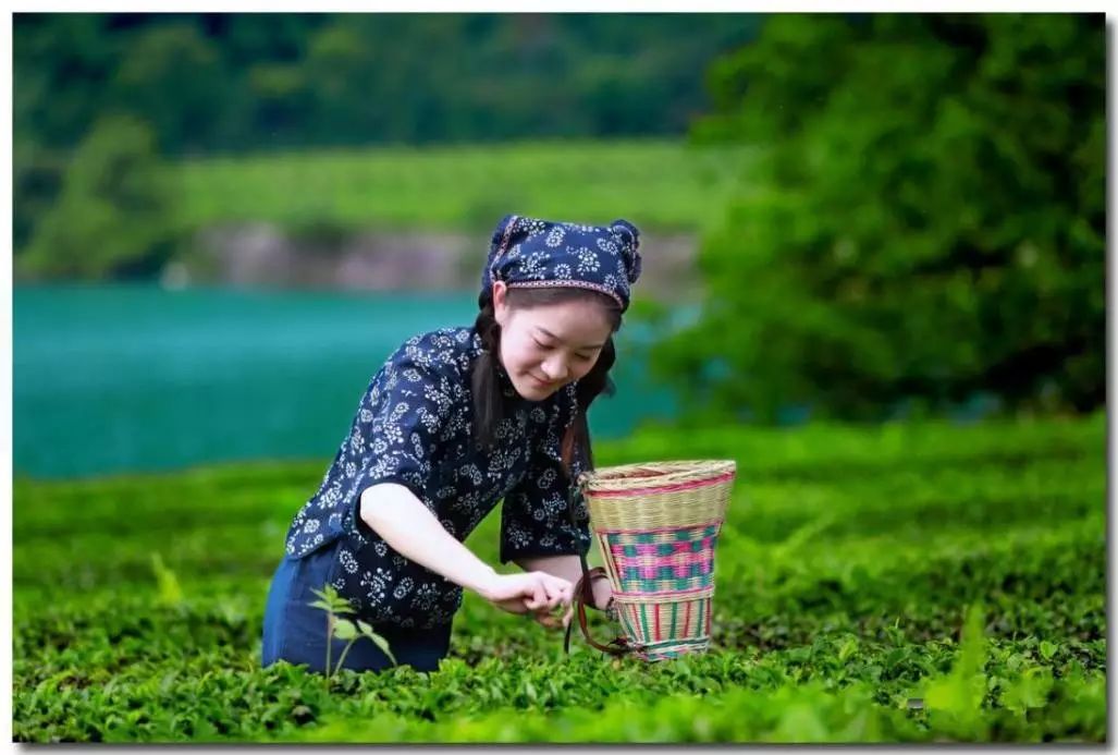 你買過這些品牌的綠茶嗎?