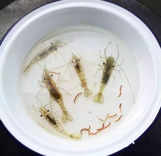 逼真的3d树脂画,叹为观止