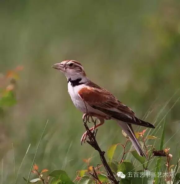 赵佶 《鸭》图轴 花脸鸭南宋 李迪《雪树寒禽》图轴 灰伯劳南宋 《疏