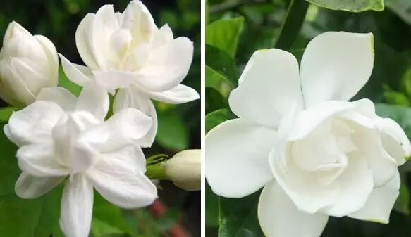 茉莉花(左)和栀子花