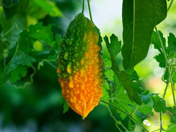 这个苦瓜有点甜 清热解暑益气补虚 花盆里就能种呢 挖野菜 微信公众号文章阅读 Wemp