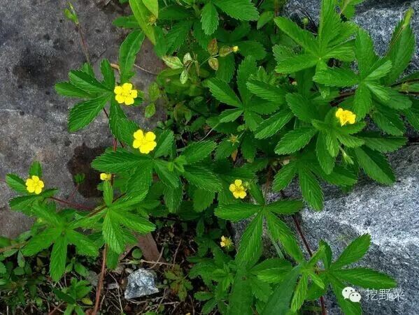 教你识野菜鲜嫩鸡头儿苗匍枝委陵菜