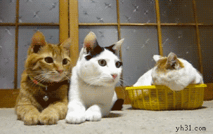 ���޵�һ������˹���������ڼ����Ȯ��һ������ 