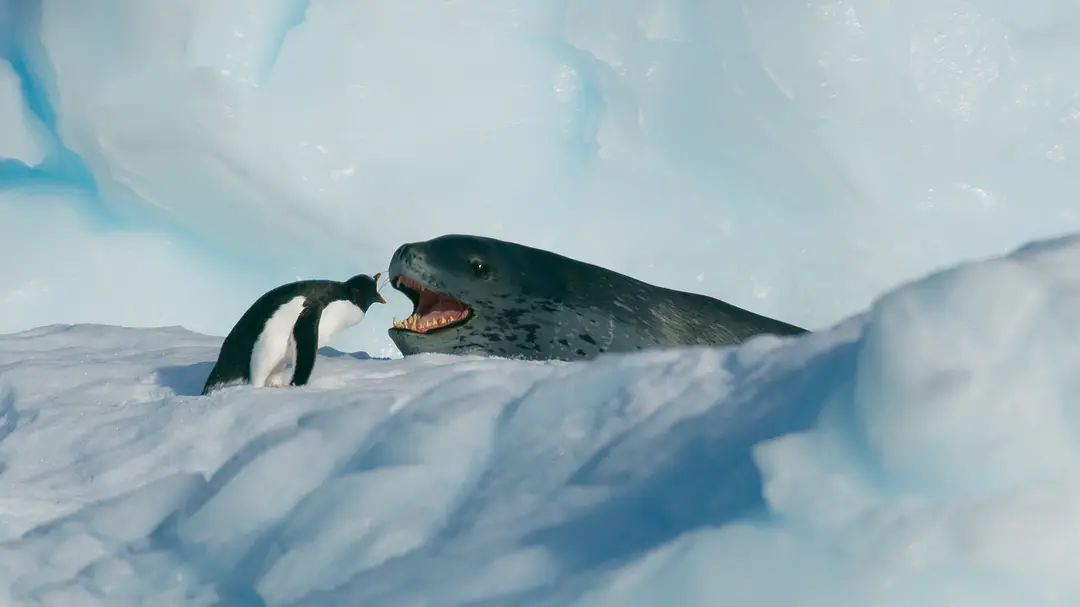 实习|痛心！企鹅数量暴降75%、海象自杀式跳崖、北极熊开始吃幼崽…这些照片让人背脊发凉