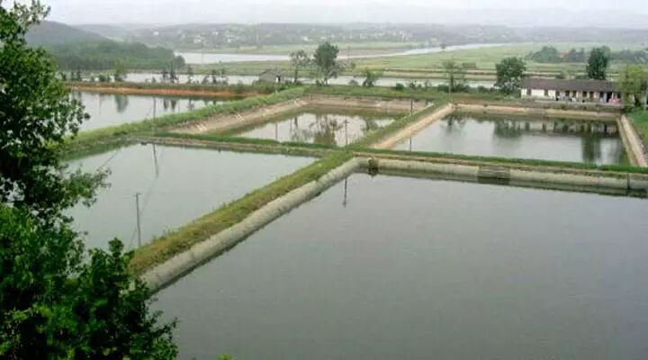 【鱼饵】人工养殖鱼塘用饵有什么窍门?