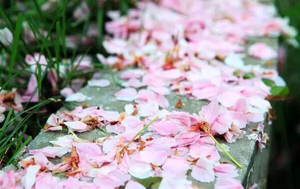 飘零的落花中,弥漫着春光不再