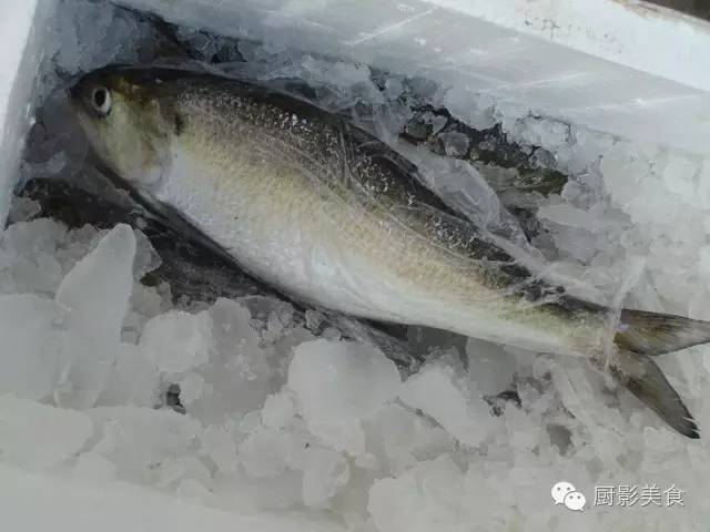 魚類食材大全 收趣雲書籤 微文庫