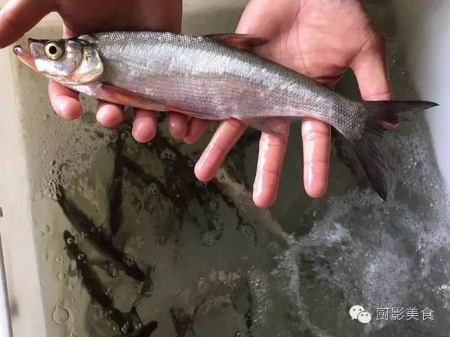 魚類食材大全 收趣雲書籤 微文庫