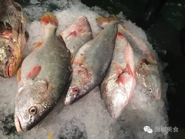 魚類食材大全 收趣雲書籤 微文庫