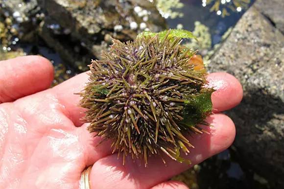 紫海膽,產區較廣,北海道產紫海膽品質較好,我國大連也有較多養殖