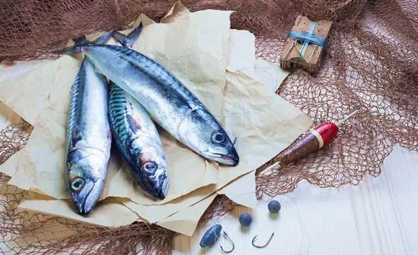 青花魚的美 如流星般轉瞬即逝 薩爾茨堡的魚 微文庫