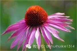 妇可馨凝胶怎么用创新型植物妇科凝胶用药产品 --妇可馨医用抗菌凝胶，面向全国招商_https://www.jmylbn.com_新闻资讯_第3张