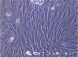 妇可馨凝胶怎么用创新型植物妇科凝胶用药产品 --妇可馨医用抗菌凝胶，面向全国招商_https://www.jmylbn.com_新闻资讯_第9张