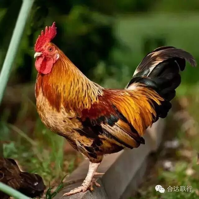 蒋先生叫你来抓跑山鸡咯!