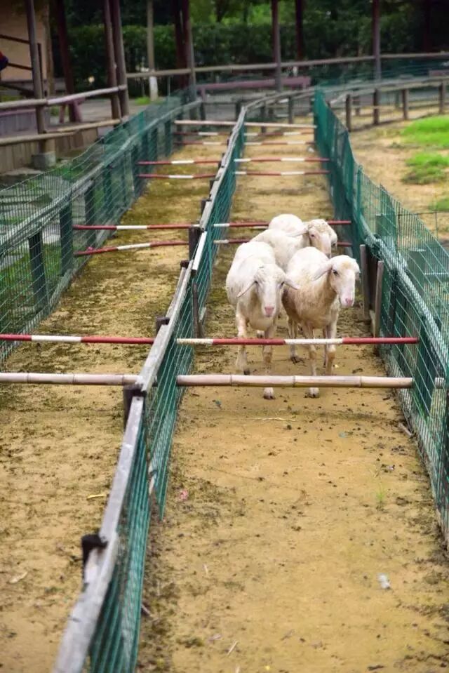 良渚农夫乐园夜游季晚风习习赏灯玩水去