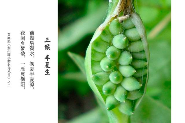 三侯,半夏生雄性的知了在夏至后因感阴气之生便鼓翼耳鸣;蜩(tiáo),蝉