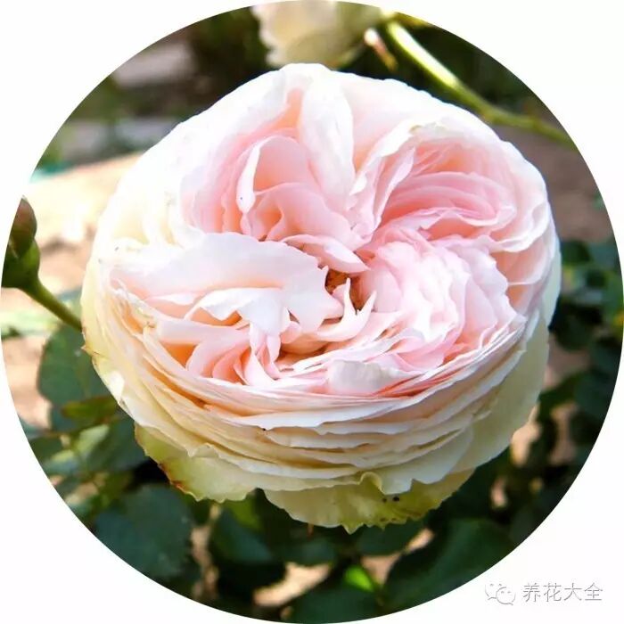 美花世界最喜欢的玫瑰龙沙宝石