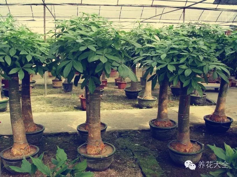 技巧 發財樹爛根了怎麼處理?【上海綠植價格聯盟】