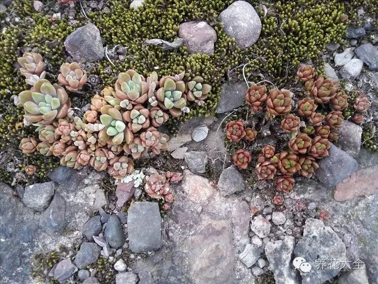 賞圖野生多肉植物的美你看了才知道