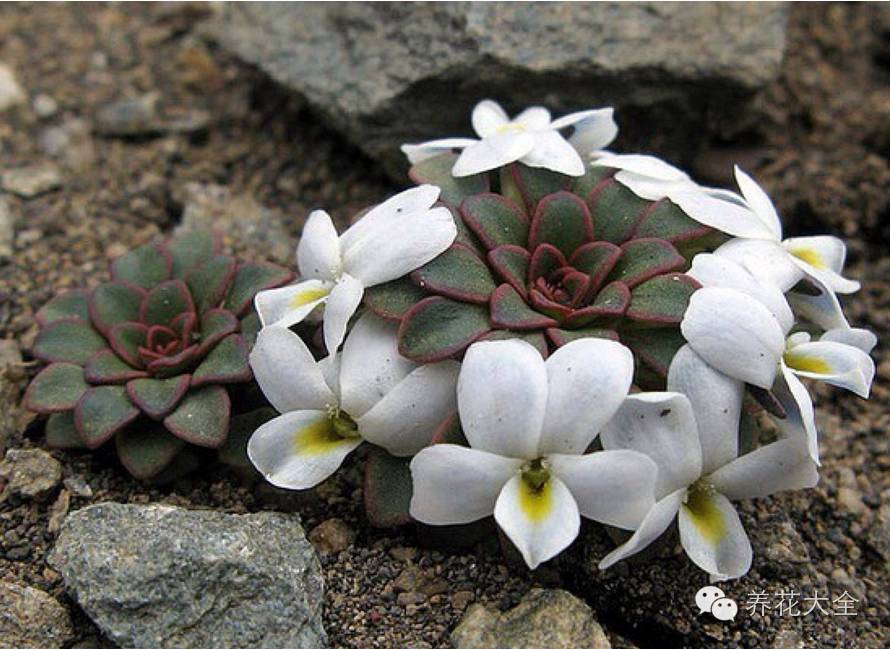 赏图野生多肉植物的美你看了才知道